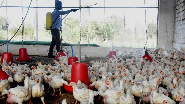 L-Ewwel Każ Ta’ Persuna Infettata Bil-Virus H5N8 (Bird Flu) Irrappurtat Fir-Russja