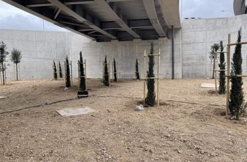 Siġar Taċ-Ċipress Tneħħew Dalgħodu Minn Taħt Pont Tal-Flyover. Għaliex?